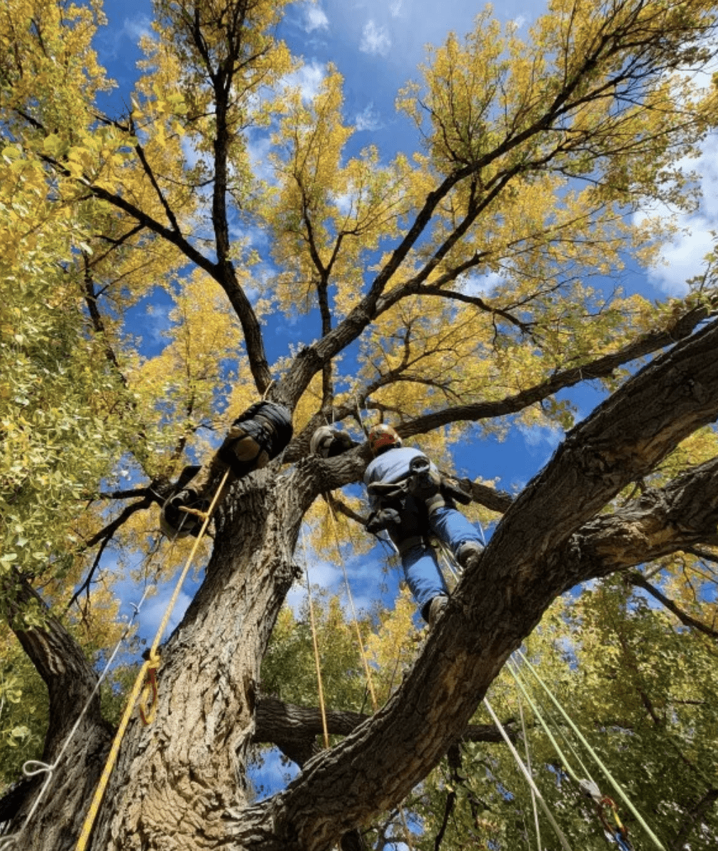 Tree Climbing Colorado